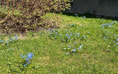 När kan man klippa gräset första gången på våren?